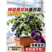 �����鷬���簫���������펧������С���t���}Ů���N���ļ��̨�N