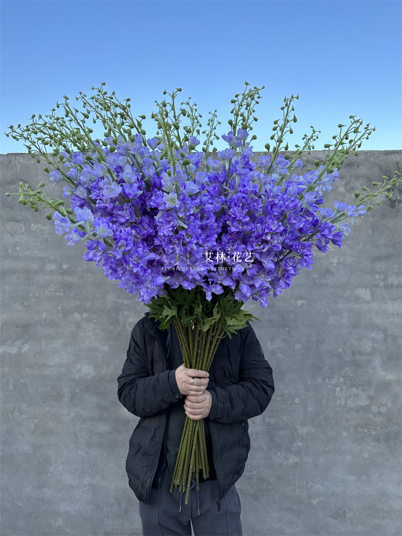 Extra large delphinium