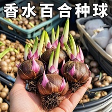 �ذ���ˮ�ٺϻ��N���҃Ȏ��������ԷNֲ�绨���͟��r���Gֲ����