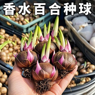 �ذ���ˮ�ٺϻ��N���҃Ȏ��������ԷNֲ�绨���͟��r���Gֲ����