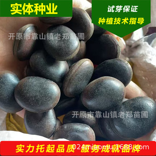 Newly Harvested Oil Hemp Vine Seeds, Slope Protection Seeds, Seedlings, Ecological Restoration and Greening of Mining Areas, Vine Woody Plants, Wisteria Seeds