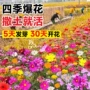 四季室外庭院种植种籽