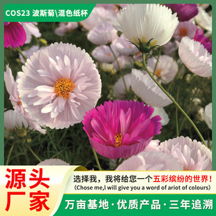 Flower Sea Landscape Florals Cosmos Cosmos Easy to Grow in All Seasons Gesang Flower Seeds Landscaping Cold-Resistant Easy to Grow Flower Seeds