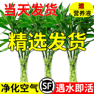 Bring in Wealth and Treasure Bamboo Hydroponic Plants Living Room Fortune Bamboo Festival High Green Dill Green Plants Potted Florals and Plants Room Gold Small