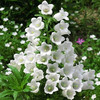 Wind bells Seeds are easy to live in the four seasons of Lumina Potted Plant Seeds Court of Flowers and Plants Seed Outdoor Flowers