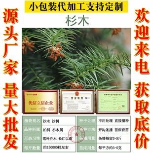 速生杉木种子柳杉云杉冷杉落羽杉四川刺杉家杉南洋池杉水杉沙树籽-阿里巴巴