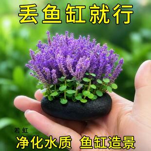 ޹�²����С�A�~ˮ���~�׵�ˮֲ���쾰����ˮ�|�_�����ֺ��B