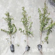 火棘树苗 室外绿化灌木苗批发 高度30-50公分 已存活 量大从优