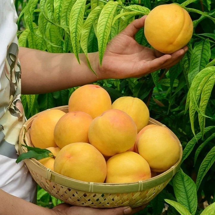 Саженцы желтого персика, привитые саженцами персика, саженцы плодовых деревьев, зимние саженцы персика, урожай которых уроженец в том же году, в южных и северных районах посажены в любое время года.
