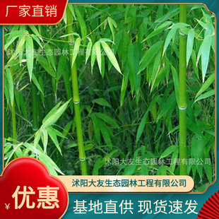 Base Wholesale, Self-Produced and Sold Four-Season Bamboo Seedlings, Scenic Spot Landscaping, Road Garden Engineering Greening Seedlings