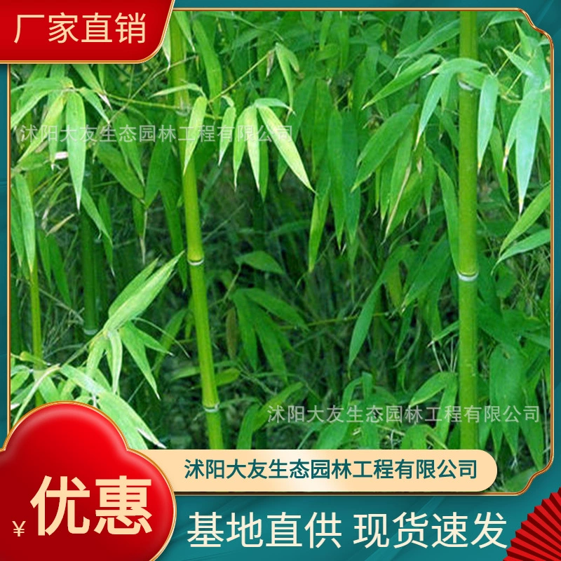 База оптом самопроизводства четыре сезона бамбуковых саженцев Живописный пейзаж Дорога Сад техника Зеленые саженцы