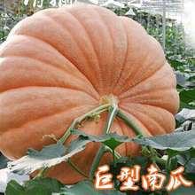 ���ϹϷN�Ӿ����Ϲ��ش��ϹϷN��̫���Ϲ�ͥԺ�Ϲ��N�Ӵ��ﲥ�߲�
