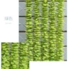 Green, orchid