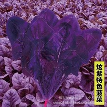 紫色菠菜种子紫种大小叶原装四季蔬菜大全菜批发新品种