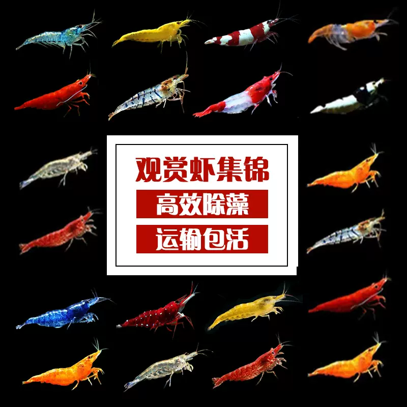虾宠物虾水晶樱花金背米虾淡水琉璃集火黄金米工具除藻虾除藻神器