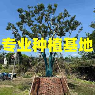 �㽭б�h���ͼt���������l ����ȫ�څ�����צ�F���� �KʽͥԺ�쾰