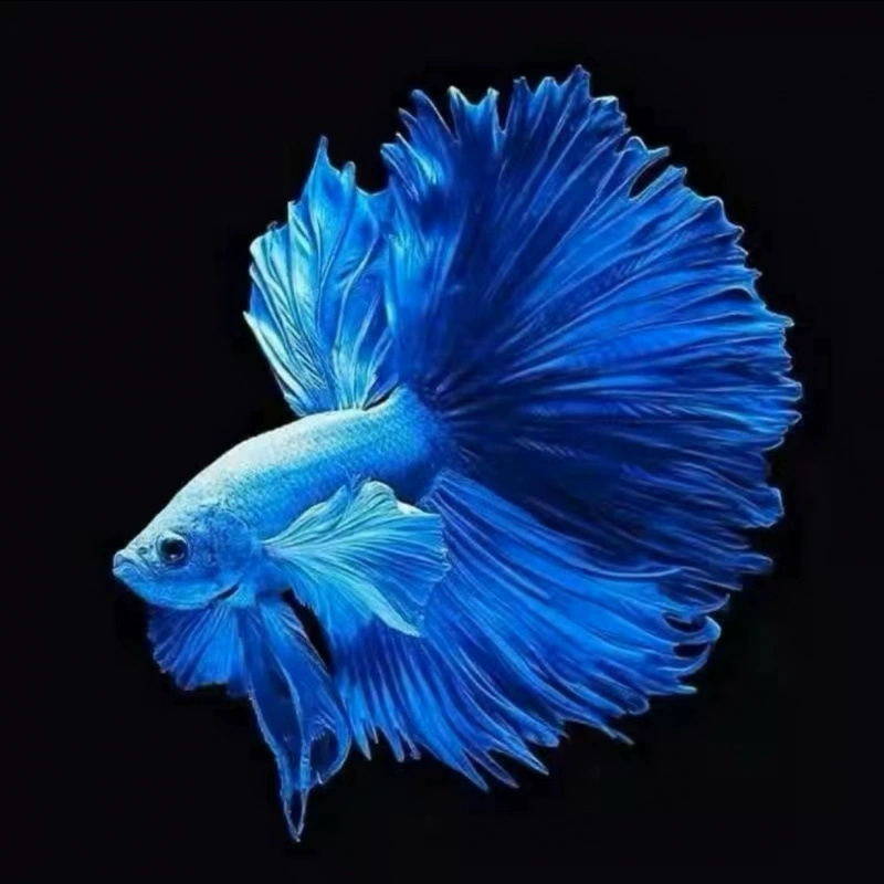 Betta (полумесяц) декоративная живущая рыбка, смешанные цвета, 5–6 см, декоративная домашняя рибка