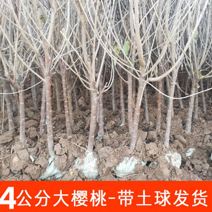 ֱ�N��������Ҙ��� ����܇������ �޽�ˮ������ ��������ľ����