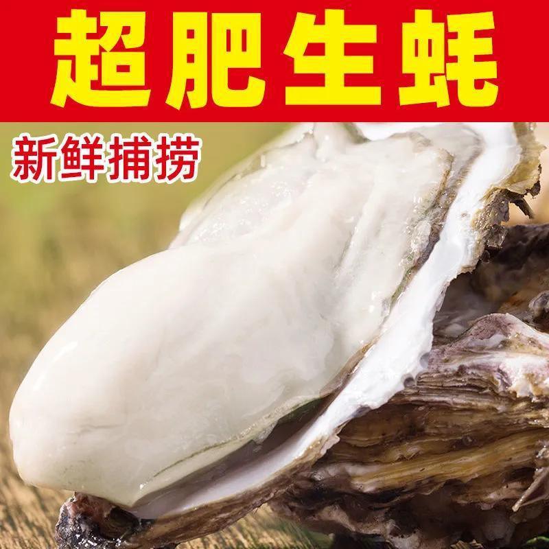 乳山生蚝批发直发特大号乳贝鲜活海蛎子牡蛎鲜活海鲜带箱6斤现货|ru