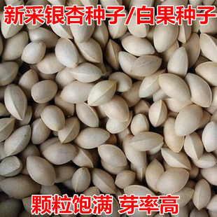 �²��y�ӷN�� ��ʳ�� �׹��N�� �G�������÷N �߳�ѿ��