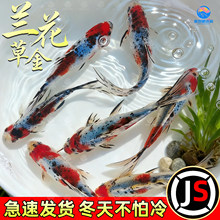 兰花草金锦鲫长尾观赏鱼金鱼活鱼冷水鱼好养耐活耐寒锦鲤活体鱼苗