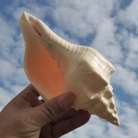 批发天然海螺吹响黄香螺家居飘台办公台面暗墙藏灯装修电视墙摆件