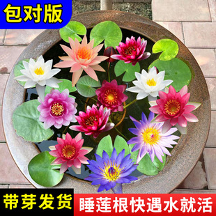 ��ˮ�����ļ��_����˯ɏˮ��ֲ��ˮ�B�ɻ�ˮ��ɏ�����Ի���С˯ɏ