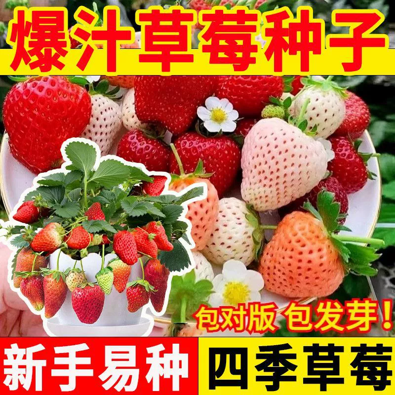 Большие фруктовые семена клубники, высокоурожайные, четырехсезонное посевное, семена фруктов и овощей в горшках для балкона, кремово-красные семена клубники