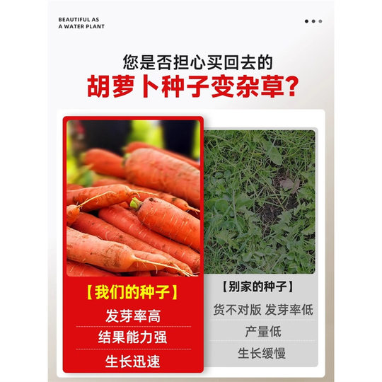 Carrot Seeds, Fruit and Vegetable Seeds, Red Cherry Radish Seeds, Balcony Potted Plants, Vegetable Seedlings for Autum Planting