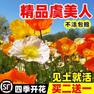 ���u�����˻��N�Ӻû������ļ��ɷN�Ļ��ѾG����ɫ���������ܷN��