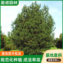 公园小区街道荒山白皮松1-2米3米园林绿化风景树树苗生态绿化