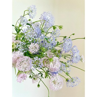 Cui Zhu Umbrella Flower Fresh Cut Flower Mother's Day Wedding Bouquet Decoration Kunming Dounan Base Straight Hair Sf Free Shipping
