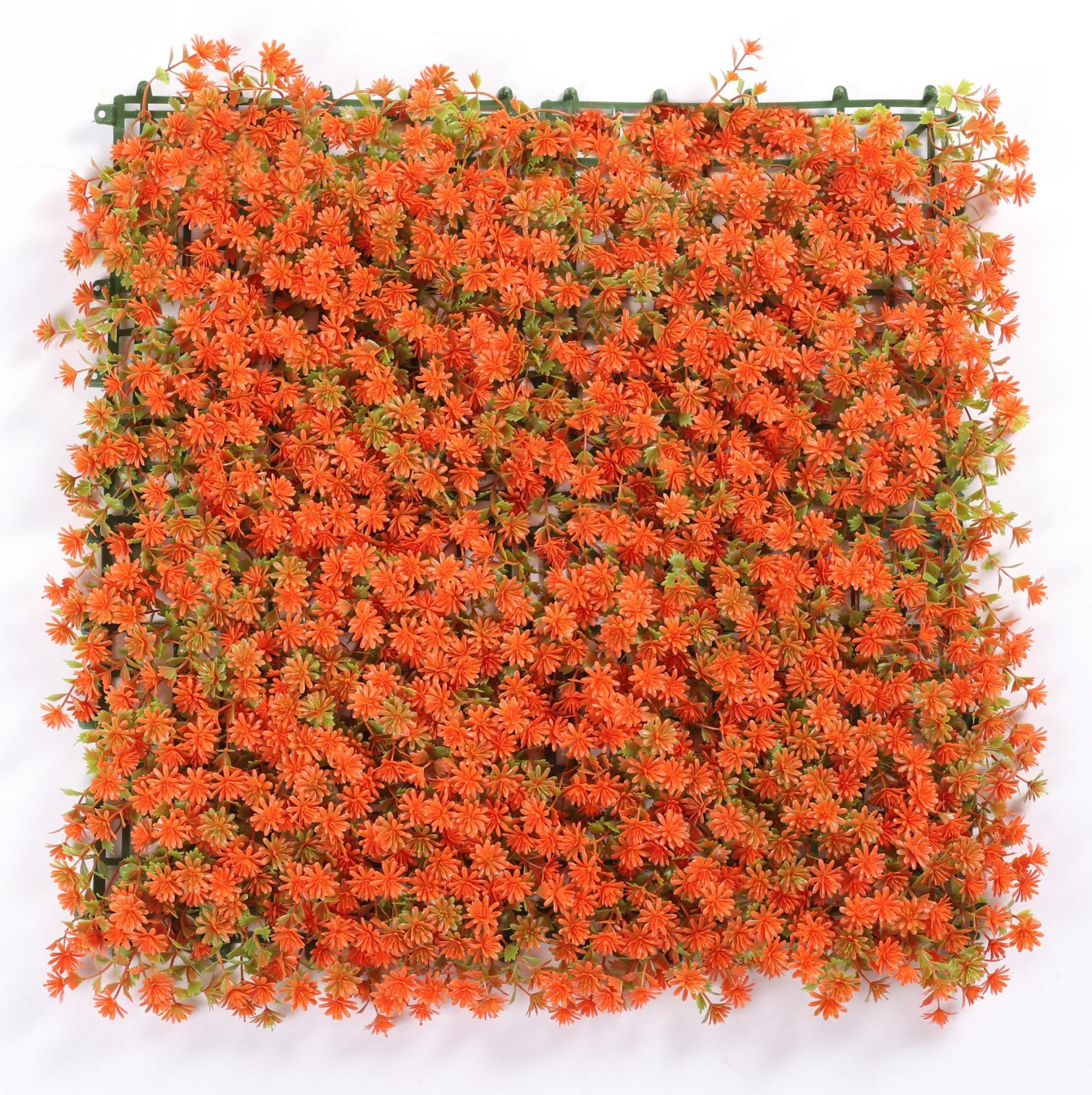 Orange sedum angelatum