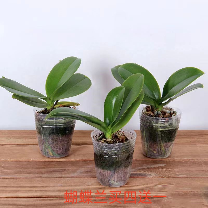Phalaenopsis Orchid Seedlings Potted for All Seasons, Living Room, Indoor Balcony, Office Green Plants and Florals, Cold-Resistant and Easy to Maintain in All Seasons