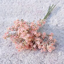 星辰花 星辰花品牌 图片 价格 星辰花批发 阿里巴巴