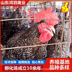 �J���u������ҵ�ȥ�����I �����J���u����������u����