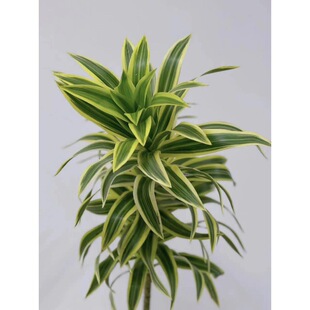 Lily Bamboo Hydroponic Indoor Plant Fresh Cut Branches Flowers Yunnan Straight Hair Flower Arrangement Bamboo Real Green Plant Florals Fresh Cut Florals