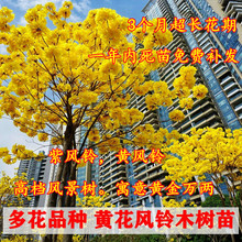 �S���L�ľ����t���ϻ��໨�����L�ľͥԺ�e���L�����ļ��G����