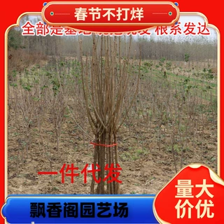 樱桃树苗基地出售 矮化大樱桃苗 当年结果 俄罗斯8号樱桃树