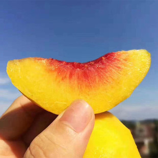 [Hubei Open -Air великолепный желтый персик] Нет багажного фермы, посадного сладкого и не -километровного персика 9 фунтов свежих фруктов