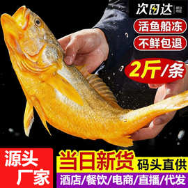 【厂家活动中】大黄花鱼新鲜批发野生鲜活黄花鱼冷冻海鲜生鲜黄鱼