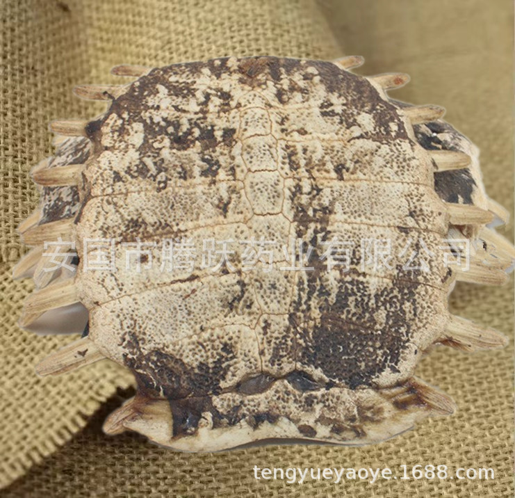 Dried Turtle Shell Bie Jia Whole Pieces Traditional Chinese Herb 500g specifications