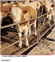 西门塔尔牛肉牛   成年西门塔尔牛 三月养殖 小牛 活牛 来金