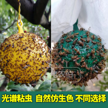 粘虫球丝瓜果实蝇贴诱蝇球针蜂马蜂色引诱剂果蝇诱捕器双面黄板纸