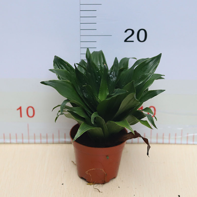 90# Qingye Sun God small potted plant wholesale office study desktop…