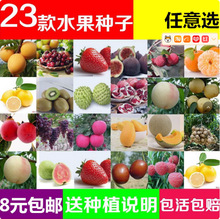 苹果种子梨树杜梨籽 桔子樱桃种子 枇杷山楂石榴葡萄木瓜核桃种子