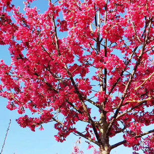 �������l�t���ѻ�������̨��ĵ���ѻ�����G����ľС����@�ֈ@ˇ