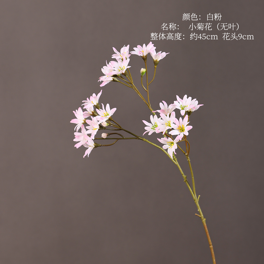 Small chrysanthemum (no leaves)-white powder