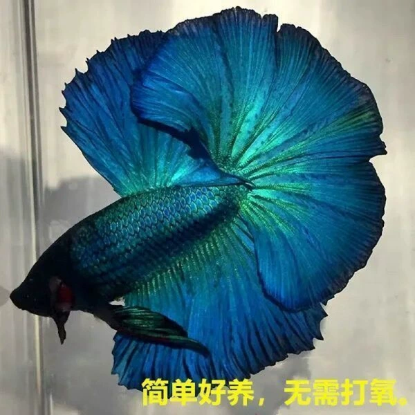 A -class boutique blue green+fish food