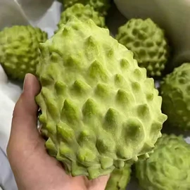 种子;乔木;园林果树